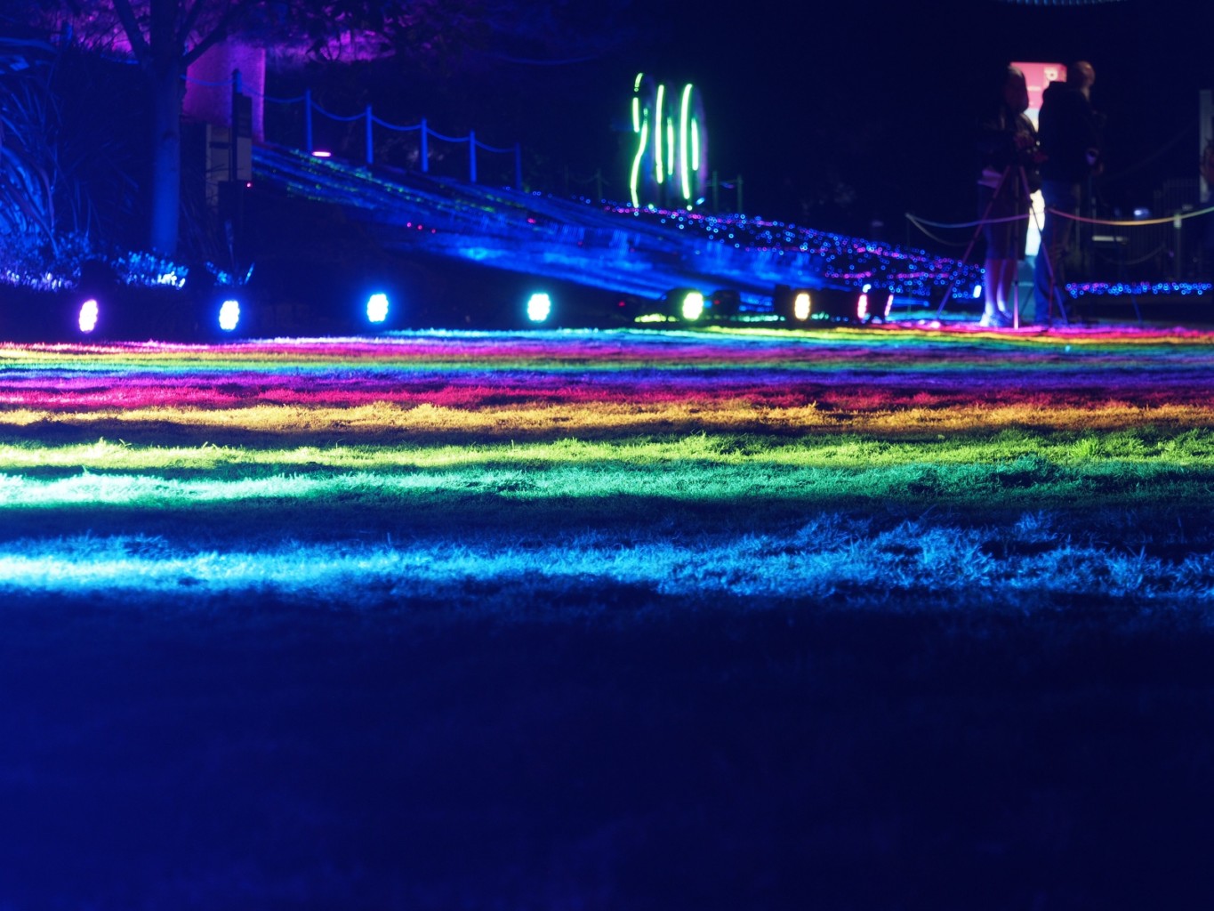 Rainbow grass vivid 2016