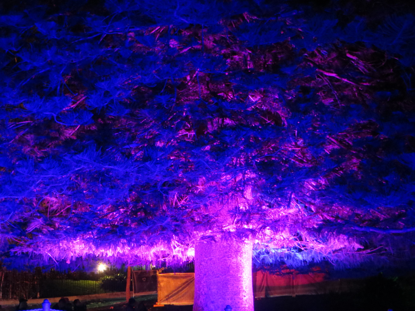 Botanical Gardens Tree vivid 2016 Centennial