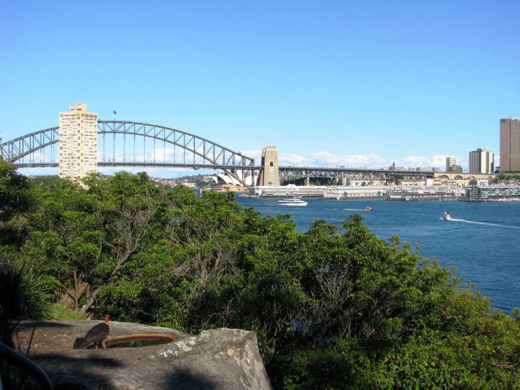 Balls Head Reserve Turkey View