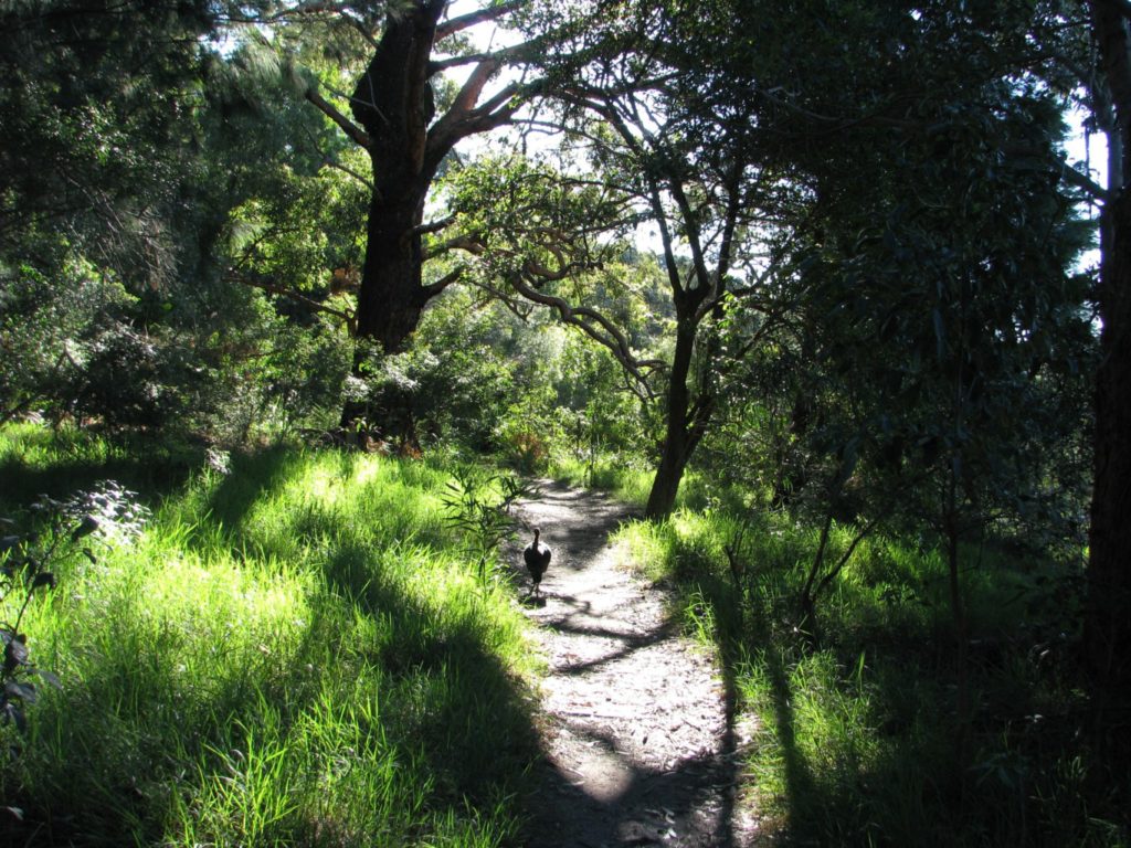 Balls Head Reserve Turkey