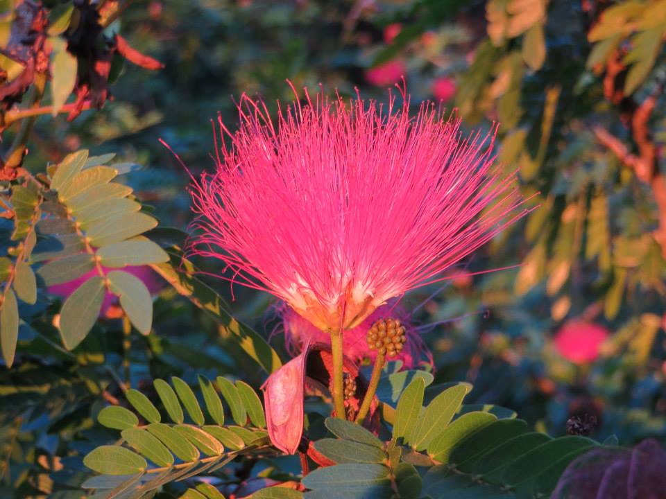 Tropical Plants Billen