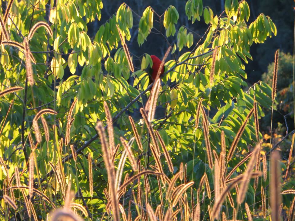 Billen Cliffs Parrot