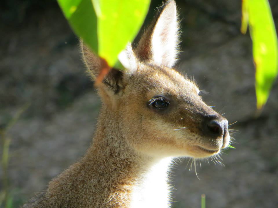 Wallabies roam around Billen